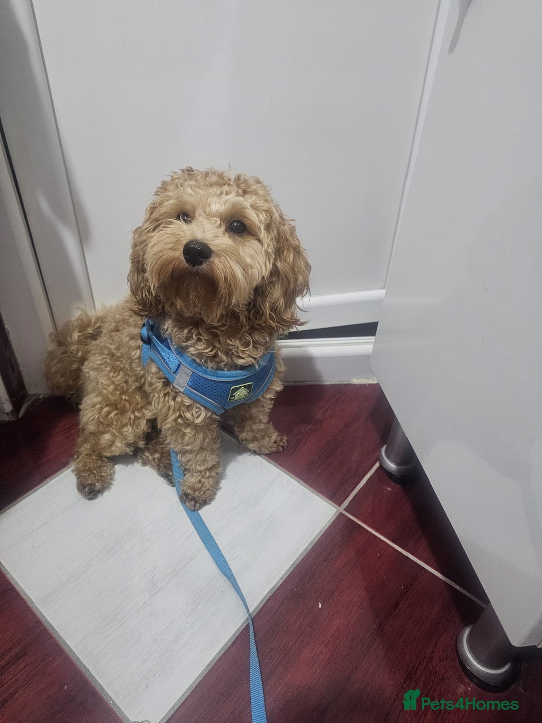 Maltipoo dogs for stud: 🐶✨  Gorgeous Maltipoo Boy “Milo” ✨🐾 - Advert 2