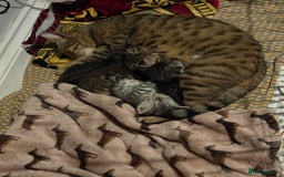 Bengal cats for sale: Bengal kittens 15 weeks  - Image 9