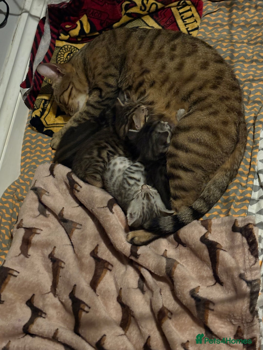 Bengal cats for sale: Bengal kittens 15 weeks  - Image 9