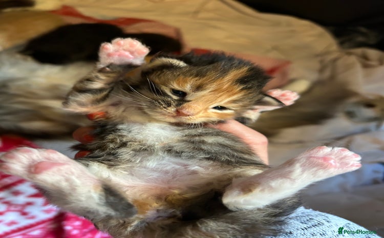 Maine Coon cats - Advert 1