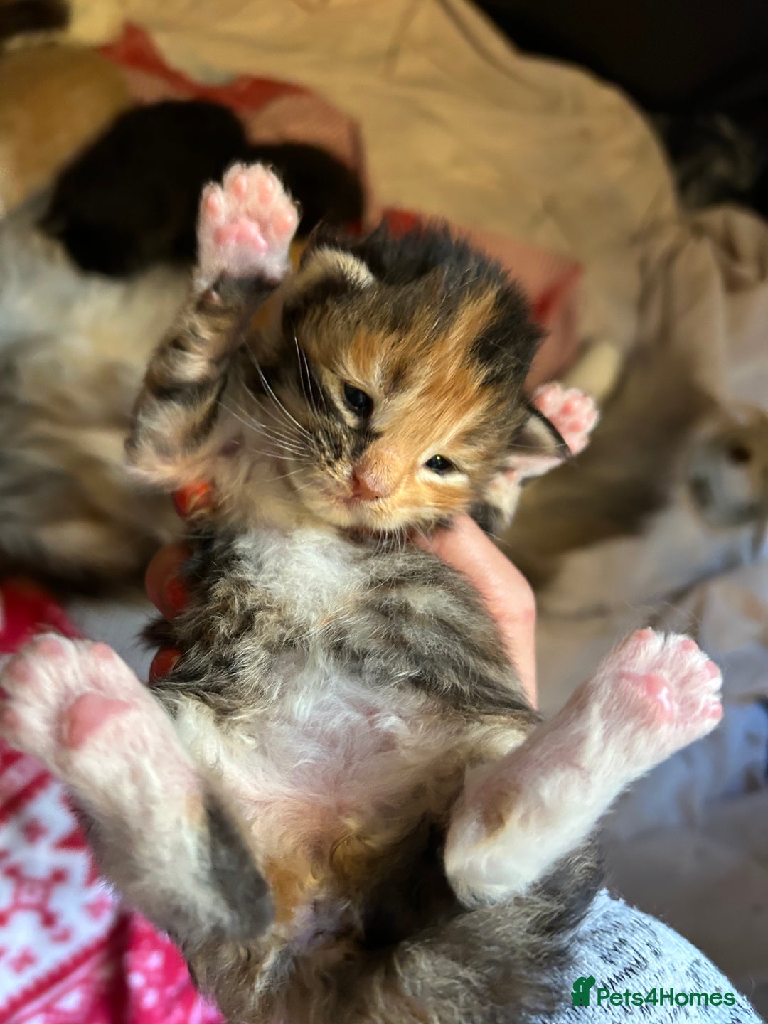 Maine Coon cats for sale: Stunning XL Pure bred Main Coon kittens for sale  - Image 11