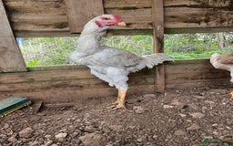 Chickens poultry for sale: Indio Gigante *LARGE BIRDS* - Advert 6