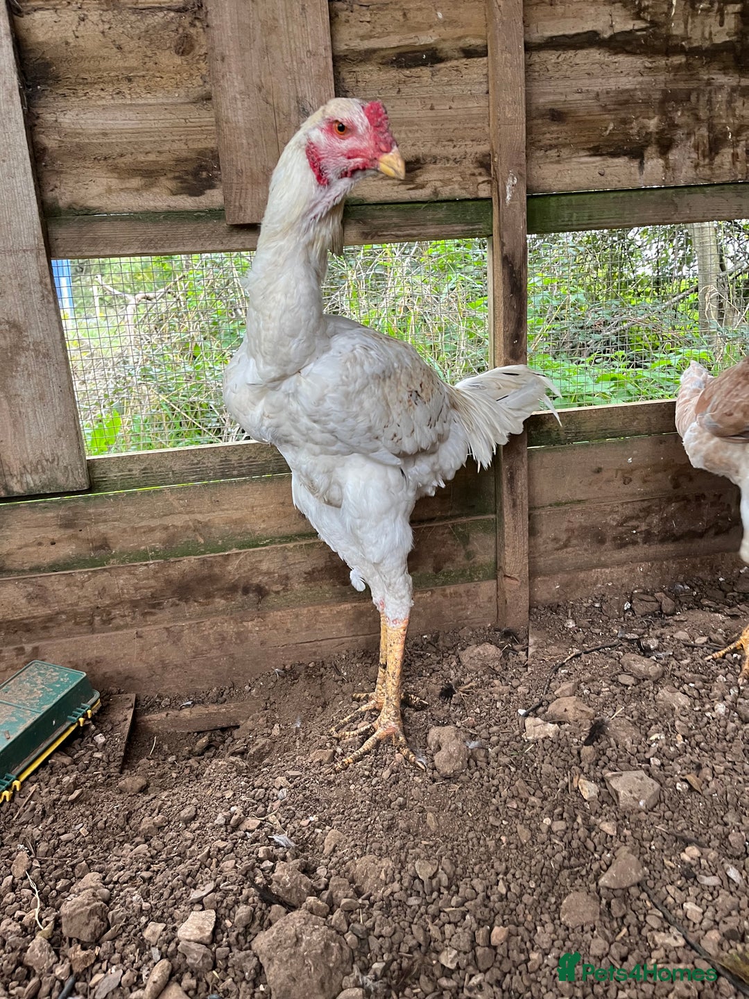 Chickens poultry for sale: Indio Gigante *LARGE BIRDS* - Advert 6