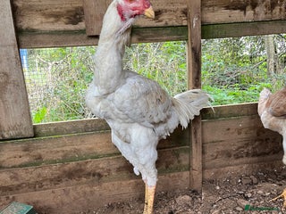 Chickens poultry Indio Gigante *LARGE BIRDS Portuguese bloodlines* - Advert 12