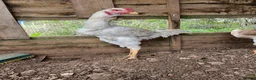 Chickens poultry for sale: Indio Gigante *LARGE BIRDS Portuguese bloodlines* - Advert 7
