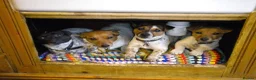 Jack Russell dogs for sale: Jack Russell dog puppy  in York - Advert 3