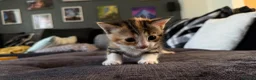Mixed Breed cats for sale: Adorable Kittens  Little Fox Girls & 1 Cartoon Boy - Advert 7
