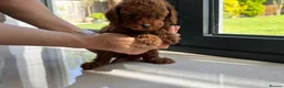 Toy Poodle dogs for sale: Gorgeous toy poodle x Asian toy poodle DNA tested - Advert 5