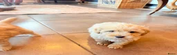 Cairn Terrier dogs for sale: STUNNING cairn-oodle pups 🐾 CUTE bundles of fluff - Advert 7