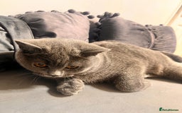 British Shorthair cats for sale: Beautiful Grey Male Cat – Ready for a New Home - Image 6