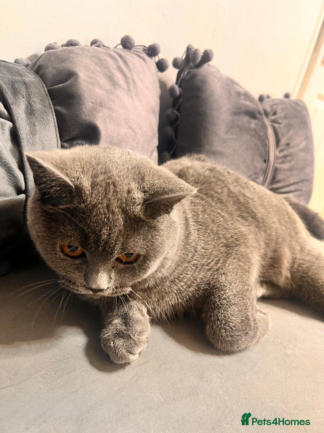 British Shorthair cats for sale: Beautiful Grey Male Cat – Ready for a New Home - Image 6