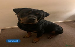 Rottweiler dogs for sale: Rottweiler puppies due (12/11/25) - Image 4