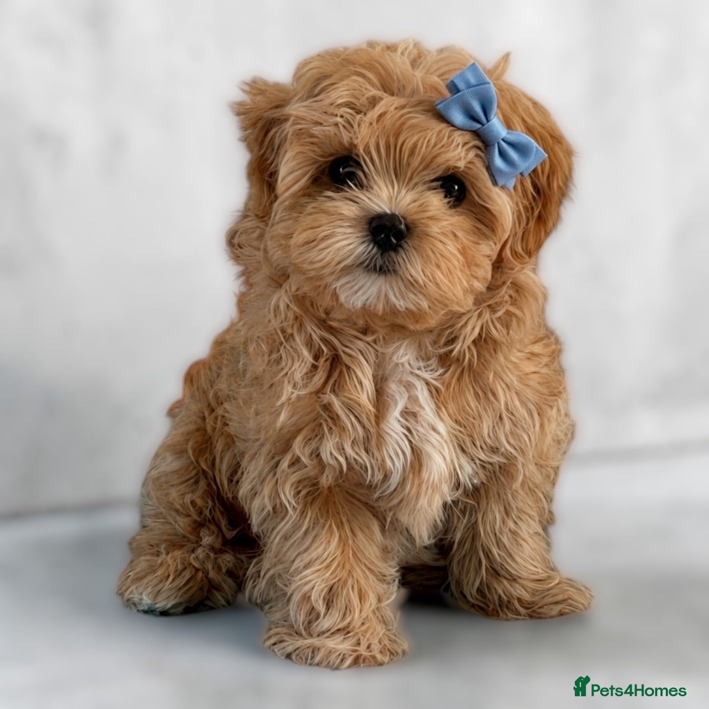 Maltipoo dogs 💎Last  Quality Asian Maltipoo DNA clear💎🧸   - Advert 18