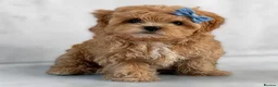 Maltipoo dogs for sale: 💎Last  Quality Asian Maltipoo DNA clear💎🧸   - Advert 1