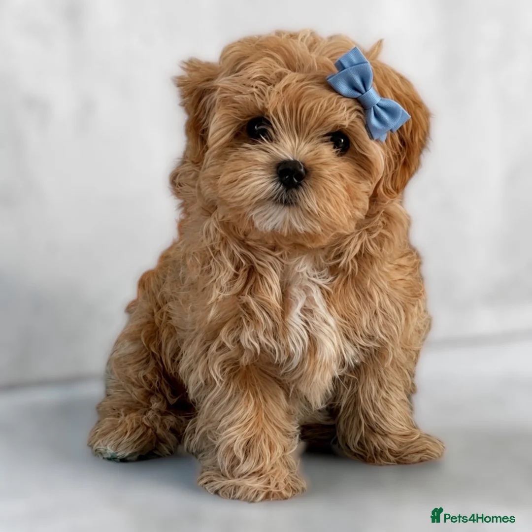 Maltipoo dogs for sale: 💎Last  Quality Asian Maltipoo DNA clear💎🧸   - Advert 1
