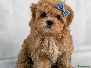 Maltipoo dogs 💎Last Quality Asian Maltipoo DNA clear💎🧸 - Advert 18