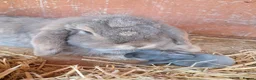 Netherland Dwarf rabbits for sale: Netherland dwarf x mini lop baby rabbits  - Advert 6