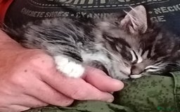 Mixed Breed cats for sale: Maine-coon / Ragdoll Kittens  - Image 17