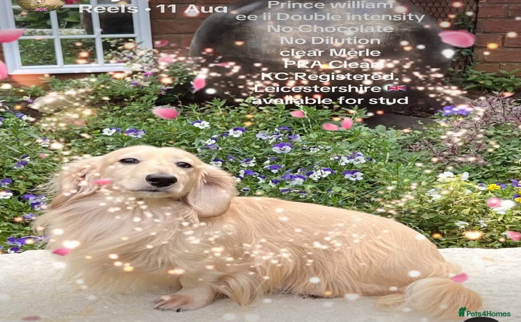 Miniature Dachshund dogs - Advert 3
