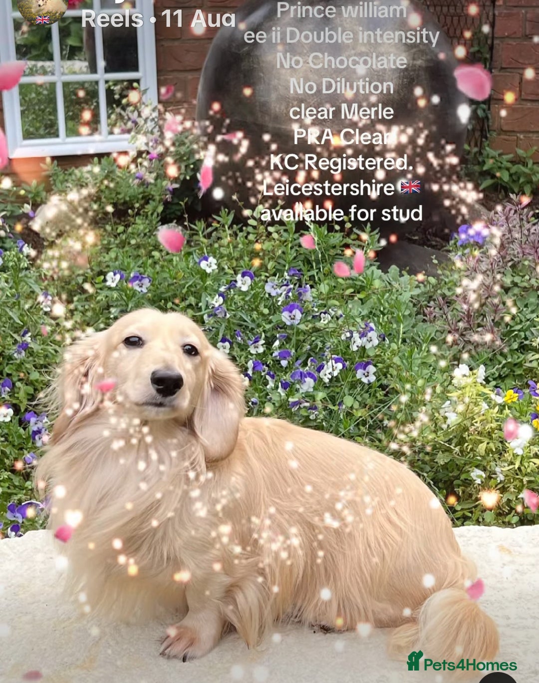 Miniature Dachshund dogs for stud: KC Dachshund cream long hair Stud [ee/ii] - Advert 4