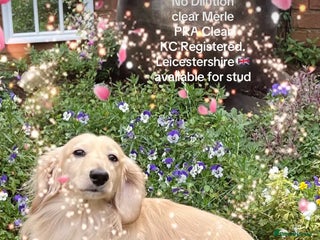 Miniature Dachshund dogs - Advert 22