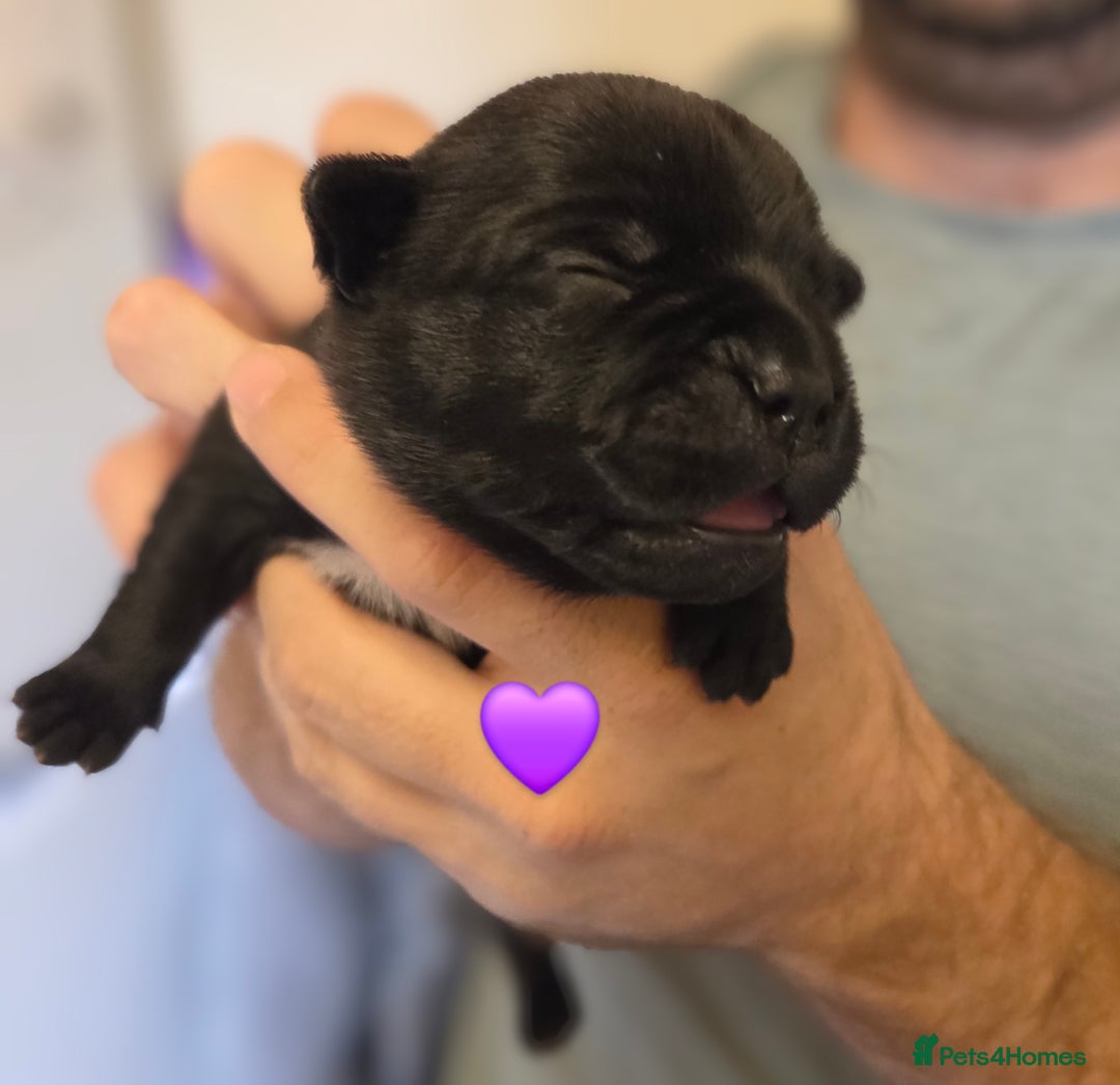 Staffordshire Bull Terrier dogs for sale: Beautiful Staffy Puppies (Blue and Black) - Image 13