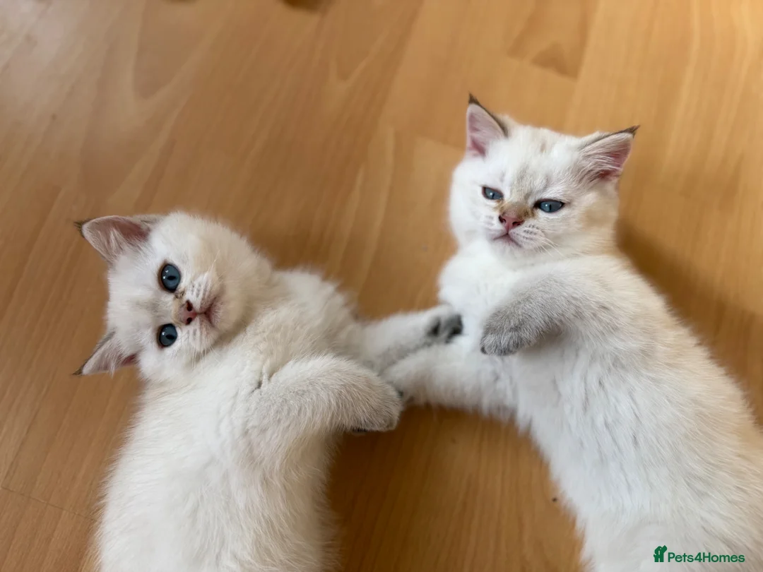 British Shorthair cats for sale: Looking for a new home!!!! Ready to collect  - Advert 2