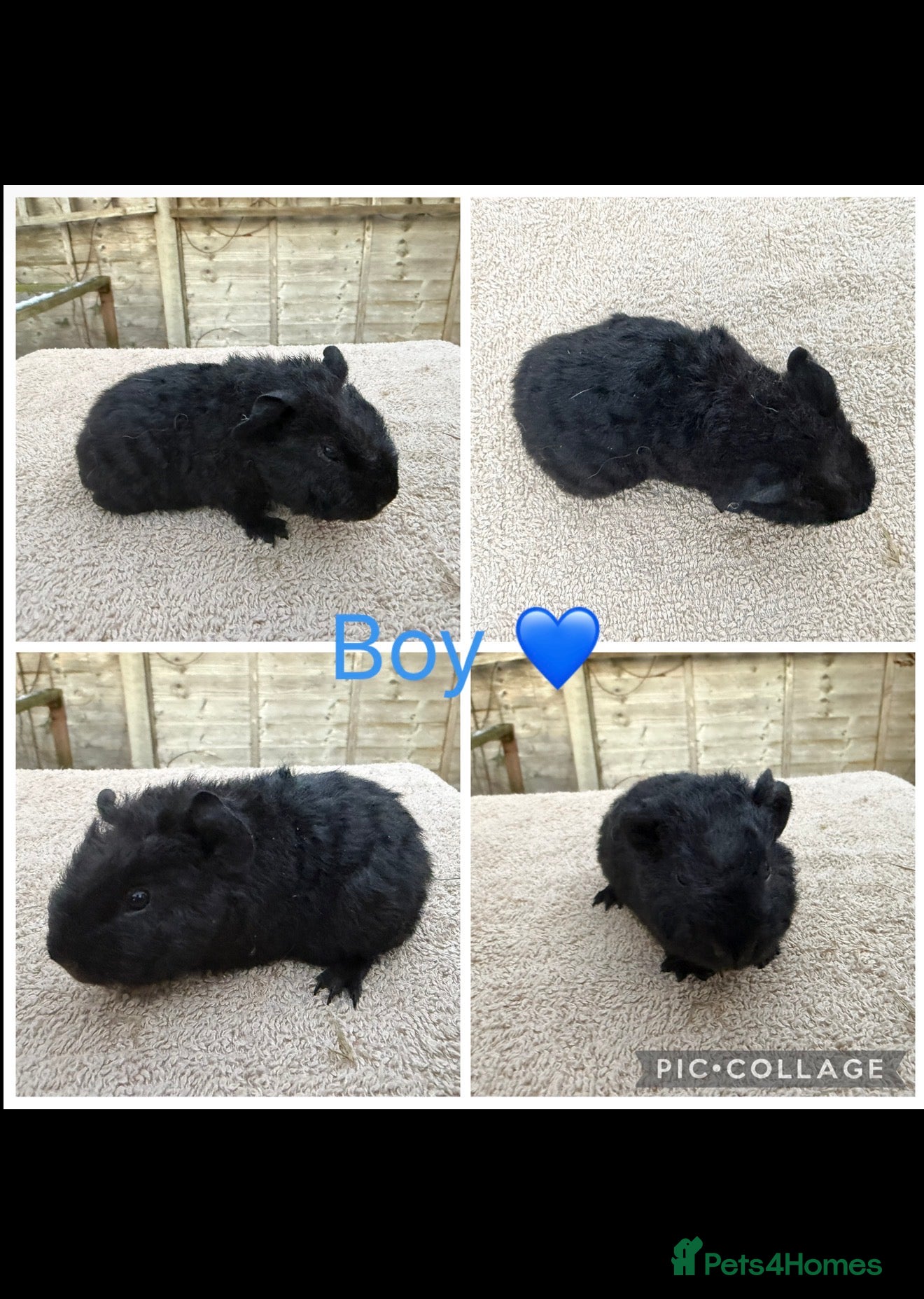 Guinea Pig rodents 5 Male 2 Female Guinea pigs(Teddy,sheltie,smooth) - Advert 13