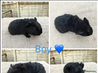 Guinea Pig rodents 5 Male 2 Female Guinea pigs(Teddy,sheltie,smooth) - Advert 13