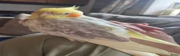 Cockatiels birds for sale: 4 Adult Cockatiels (2M, 2F) (Cages Included) - Advert 4