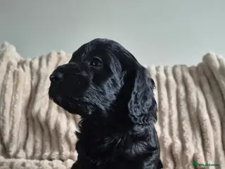 Cockapoo dogs F1 Cockapoos - Advert 9