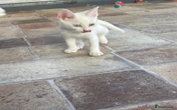 Khao Manee cats for sale: Stunning litter heterochromia kittens  - Image 6