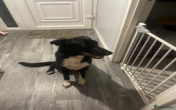 Mixed Breed dogs for sale: Rehoming  - Image 7