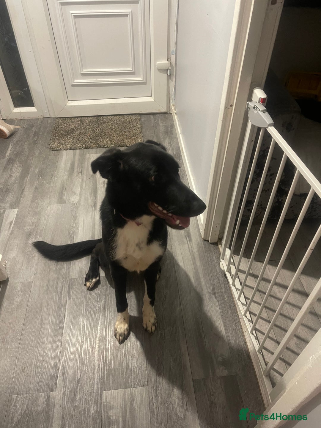 Mixed Breed dogs for sale: Rehoming  - Image 7