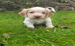 Cocker Spaniel dogs for sale: WORKING COCKER SPANIELS ..DNA CLEAR - Image 4