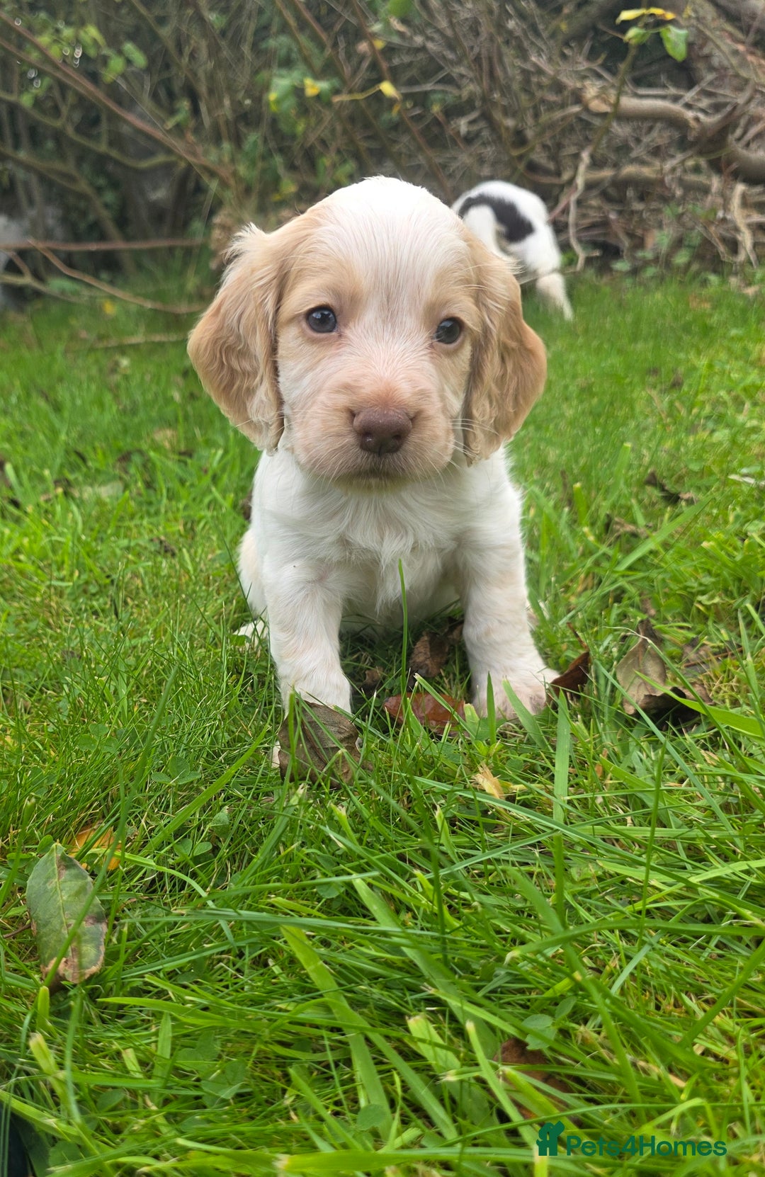 Cocker Spaniel dogs for sale: WORKING COCKER SPANIELS ..DNA CLEAR - Image 4