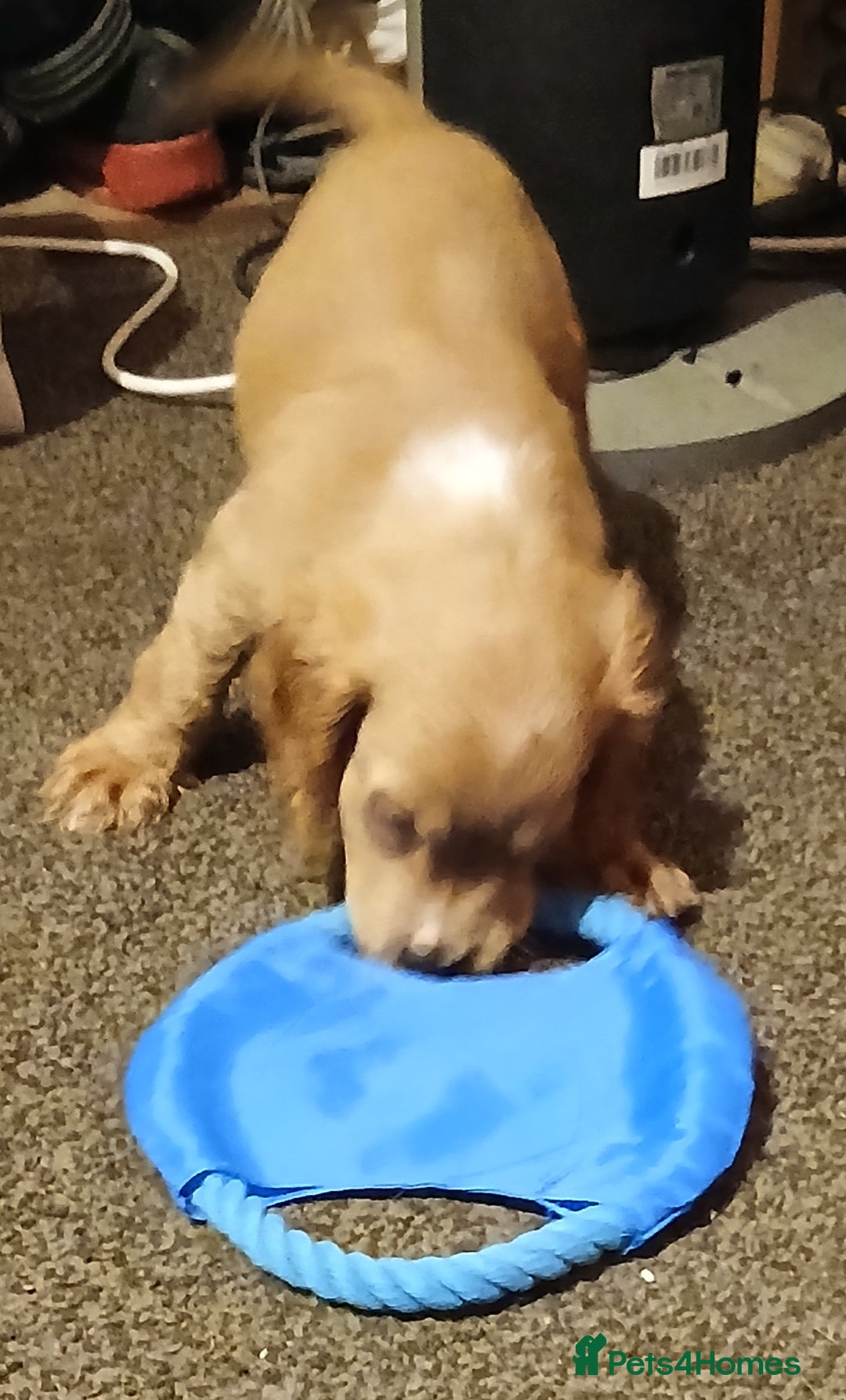 Cocker Spaniel dogs for sale: 2 cocker spaniel puppies left  - Advert 7