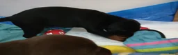 Dobermann dogs for sale: Dobermann puppies - Advert 11