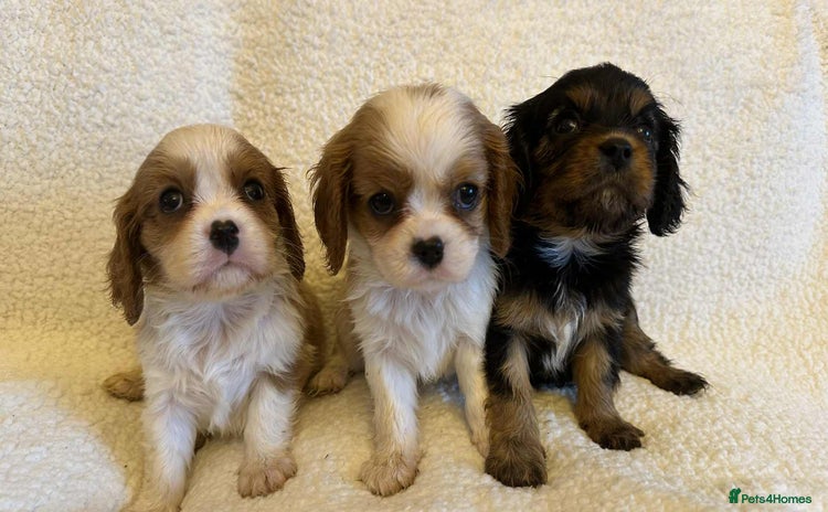 Cavalier King Charles Spaniel dogs - Advert 13