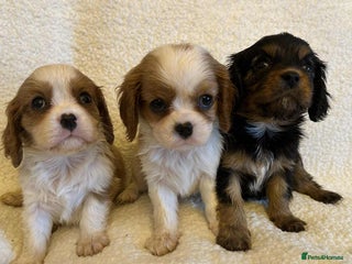 Cavalier King Charles Spaniel dogs - Advert 1