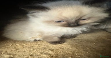 Ragdoll cats - Advert 1