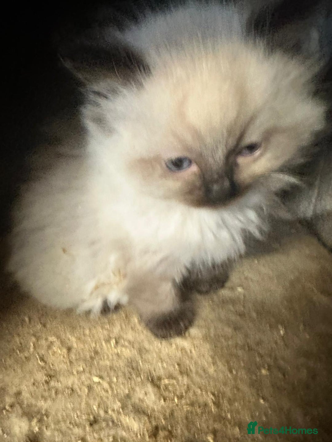 Ragdoll cats for sale: Ragdoll kittens  - Image 8