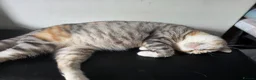 British Shorthair cats for sale: Very unusual British shorthair - Advert 20