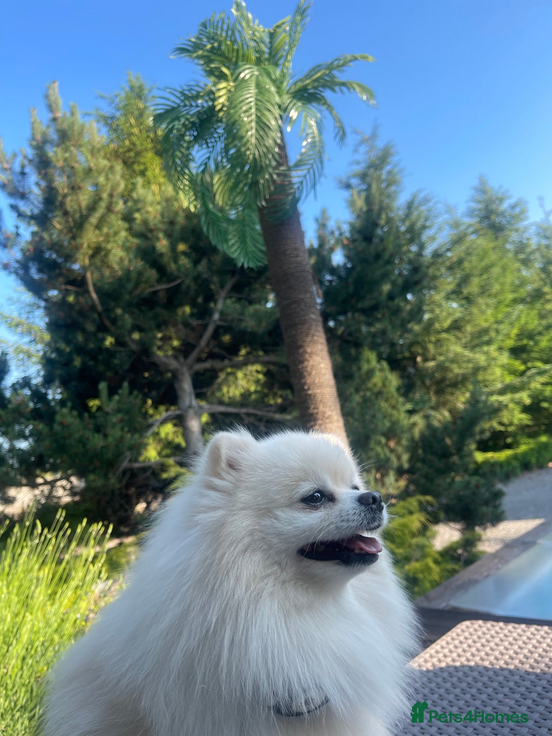Pomeranian dogs for stud: KC FCI Pomeranian for stud  in Bathgate - Image 22