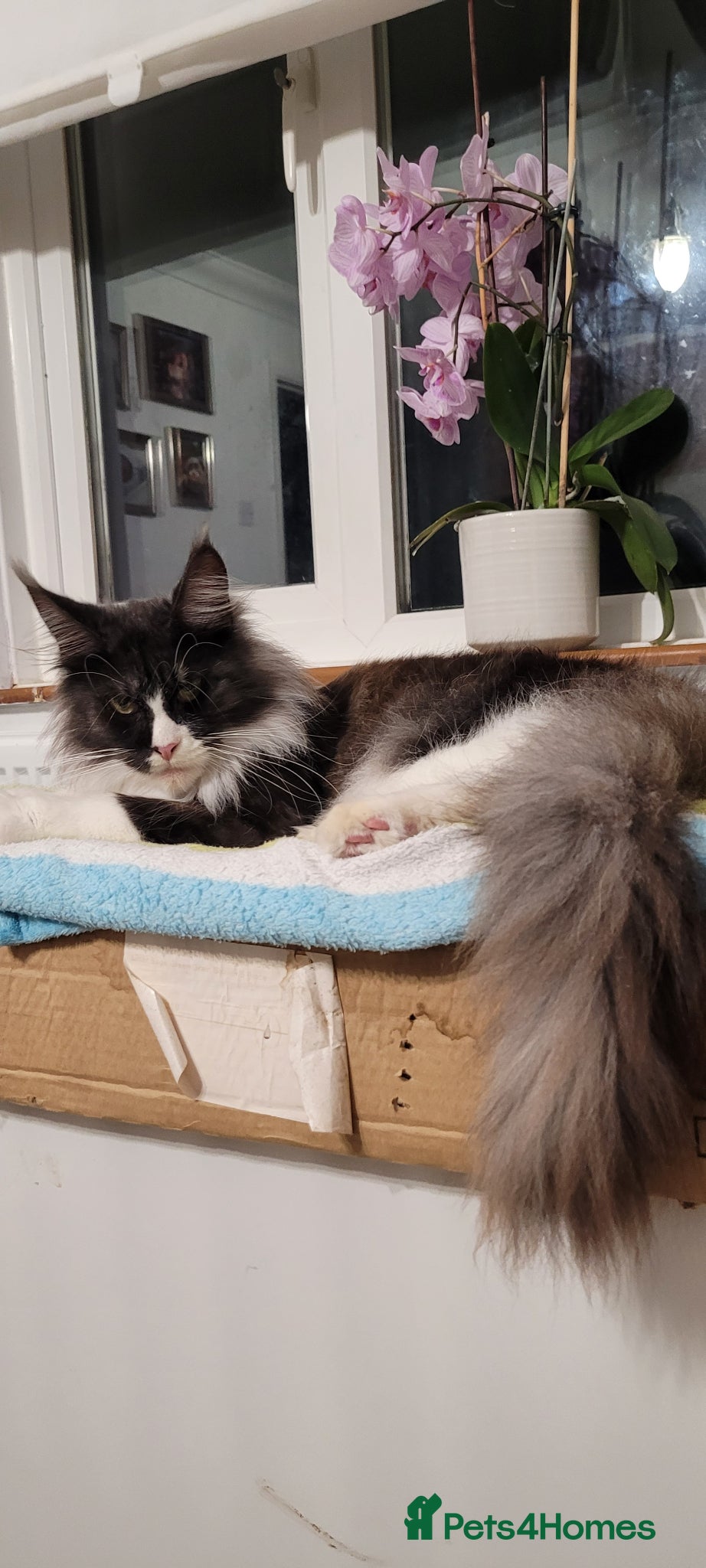 Maine Coon cats Maine Conn girl - Advert 2