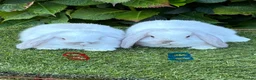 Mini Lop rabbits for sale: Pure bred mini lops .both  sold . - Advert 3