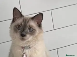 Ragdoll cats Bluebell the ragdoll. in Sheffield - Advert 1