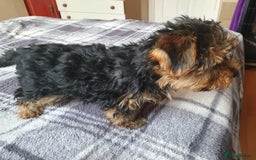 Yorkshire Terrier dogs for sale: Yorkshire terrier boys 13 weeks old - Image 15