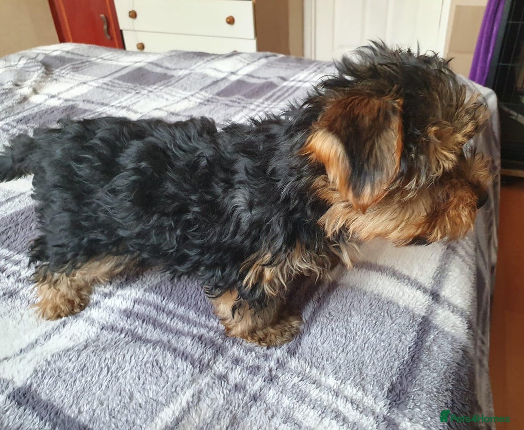 Yorkshire Terrier dogs for sale: Yorkshire terrier boys 13 weeks old - Image 15
