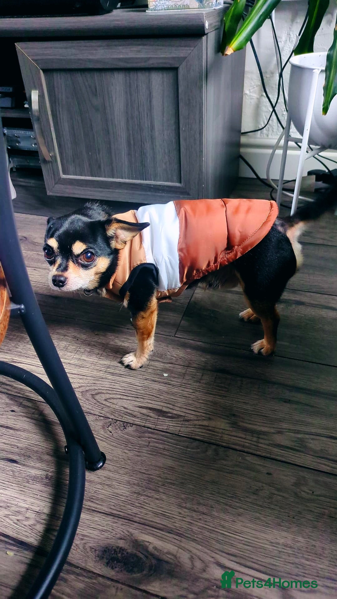 Chihuahua dogs for stud: Handsome Chihuahua Boy Available For Stud! - Advert 6